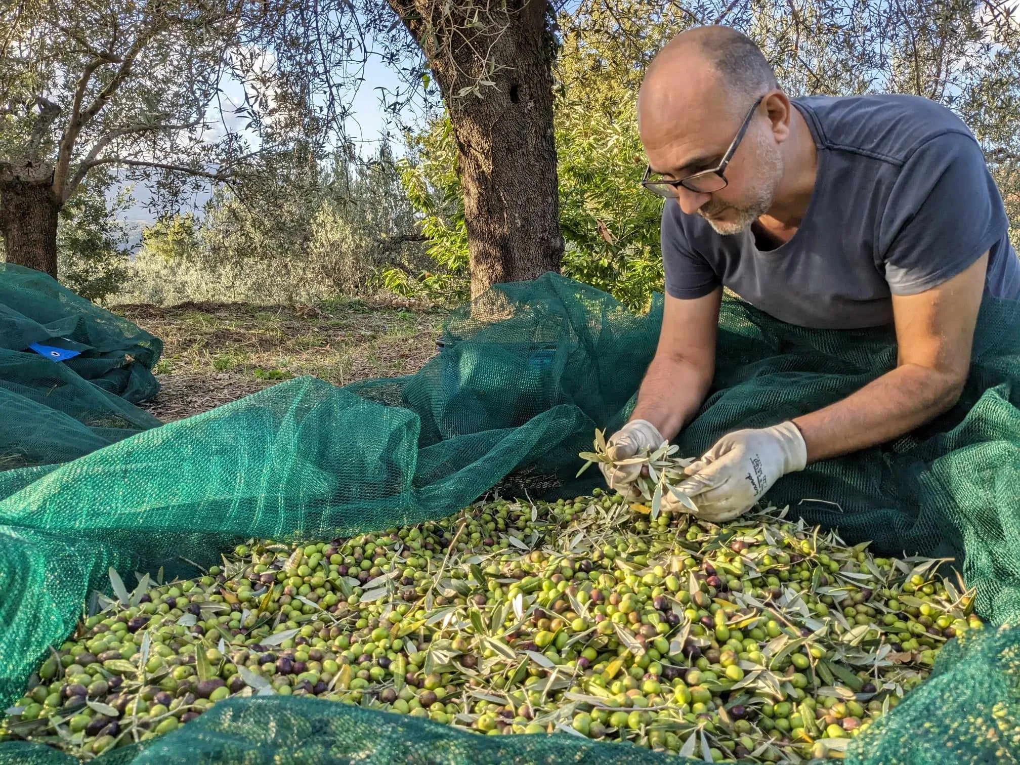 ✨珍　極美品✨　高級イタリア生地カノニコ　グリーン　セットアップ　M〜L Our Extra Virgin Olive Oil | Experience Quality - Purchase Today